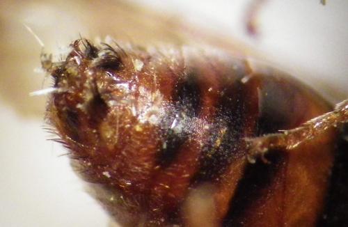 Nomada ruficornis